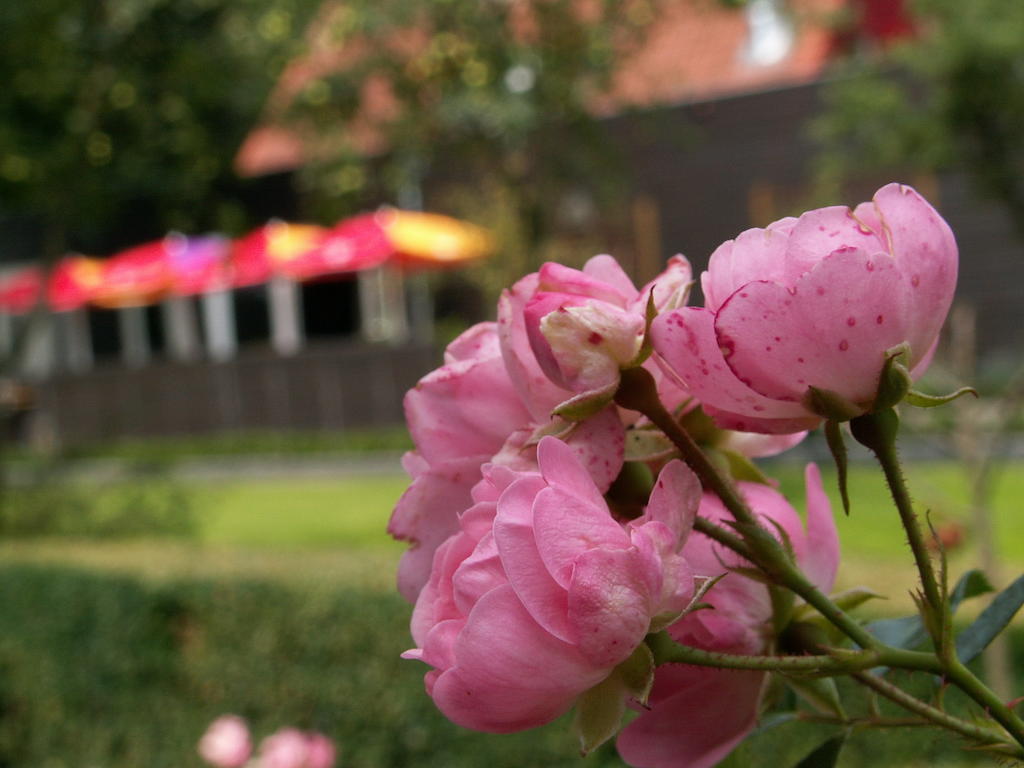 Buitenplaats Gerner Dalfsen Exteriér fotografie